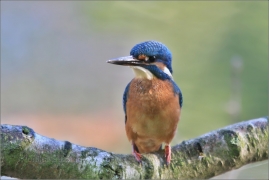 <p>LEDŇÁČEK ŘÍČNÍ (Alcedo attis) Šluknovsko - Jiříkov /Common kingfisher - Eisvogel/</p>